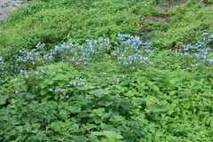 Paracaryopsis lambertiana